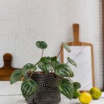 Cachepô P Marajoara