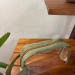 Nécessaire Leve Cafuné Pequena